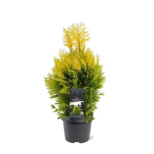 Thuja plicata Goldy 45cm 19cm Pot