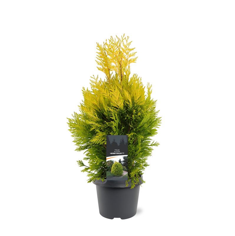 Bremmer Boomkwekerijen Thuja plicata Goldy Pack of 1