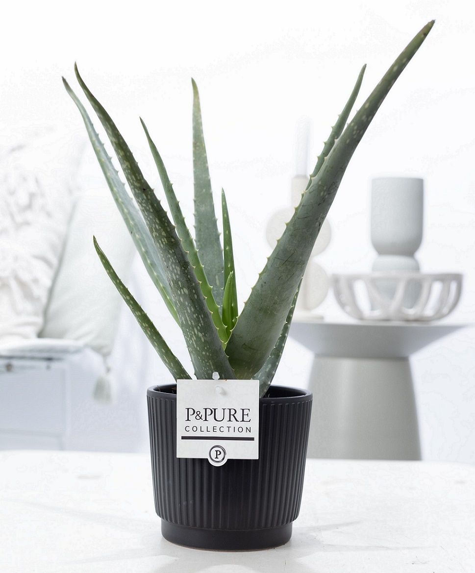 Aloe vera 40cm 12cm Pot