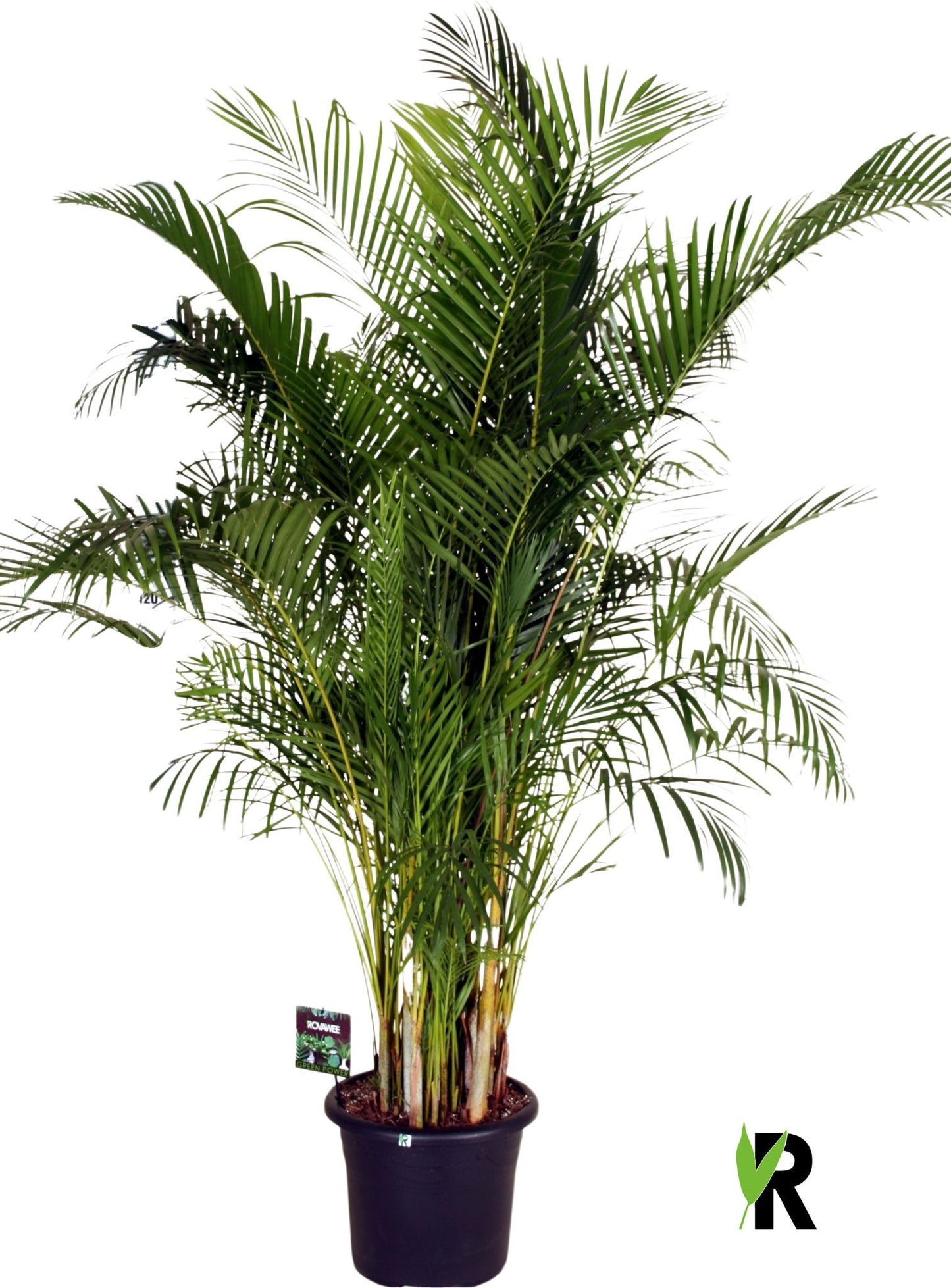 Dypsis lutescens 230cm 40cm Pot