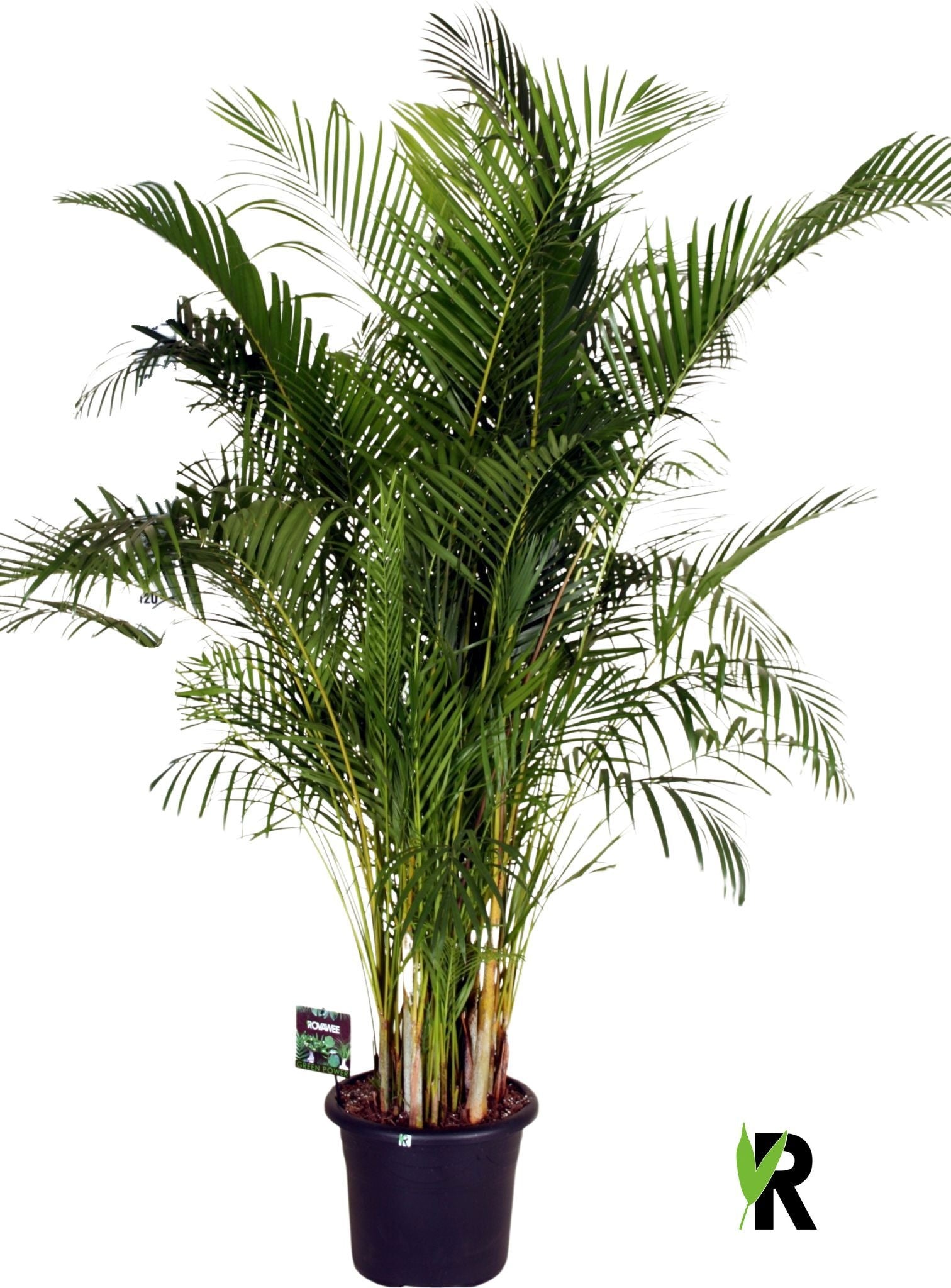 Dypsis lutescens 230cm 40cm Pot