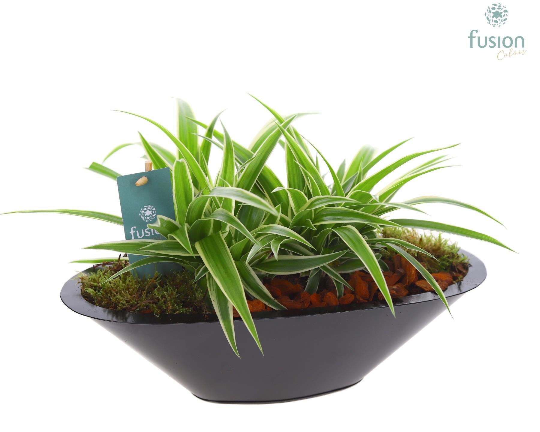 Schaal zink antraciet met Chlorophytum 25cm 36cm Pot