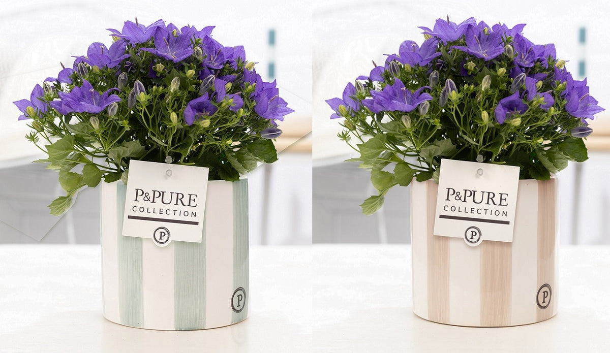 Campanula Napoli 22cm 14cm Pot