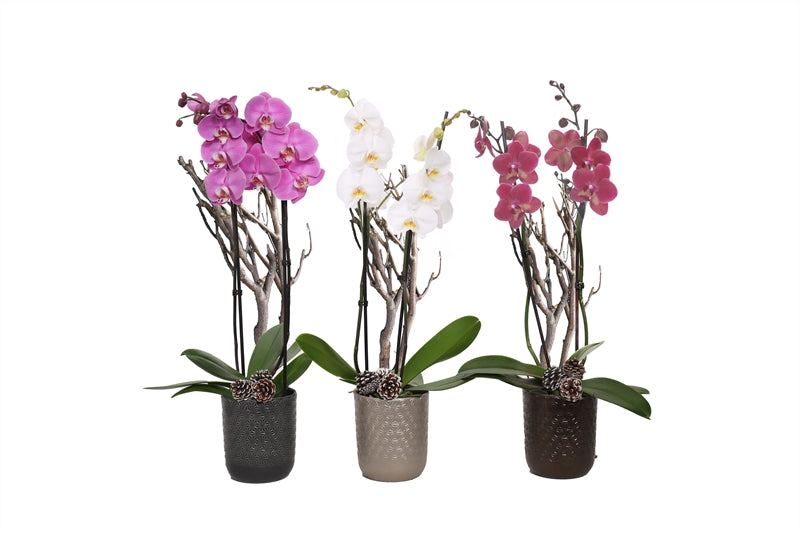 Phalaenopsis mix 55cm 12cm Pot