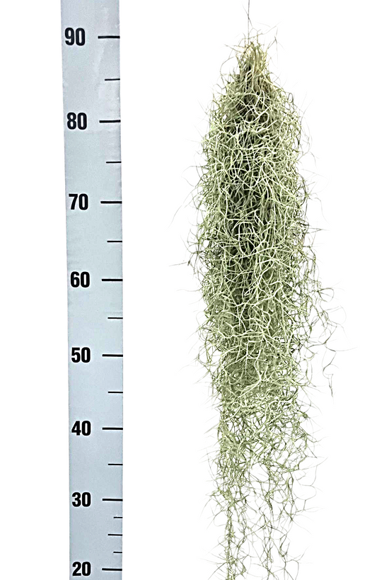 Tillandsia usneoides 60cm 5cm Pot