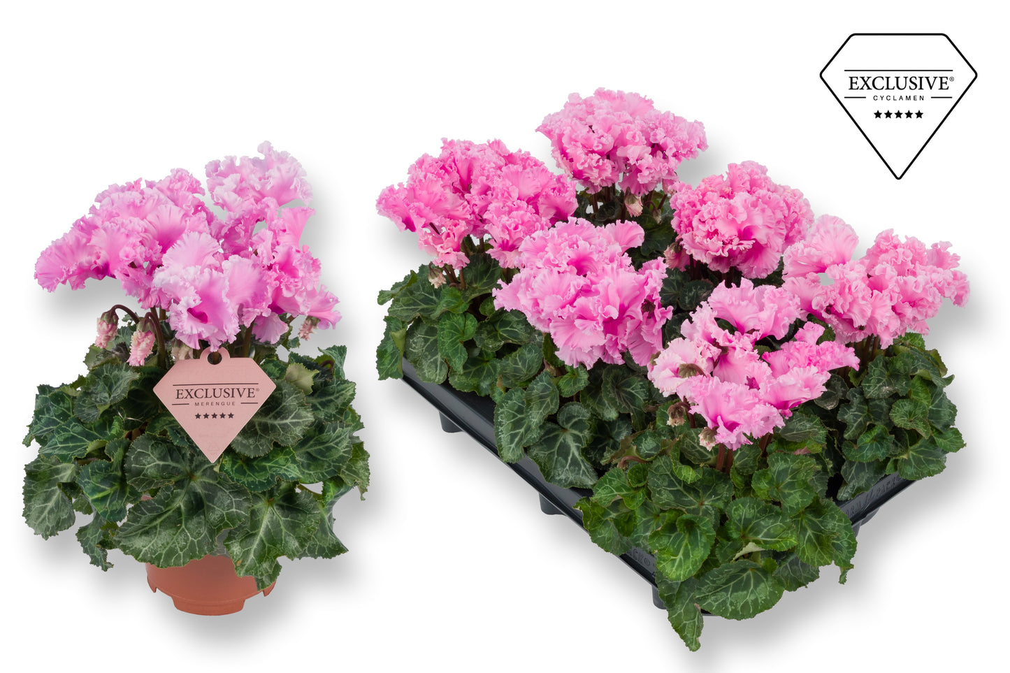 Cyclamen Merengue pink 25cm 10.5cm Pot