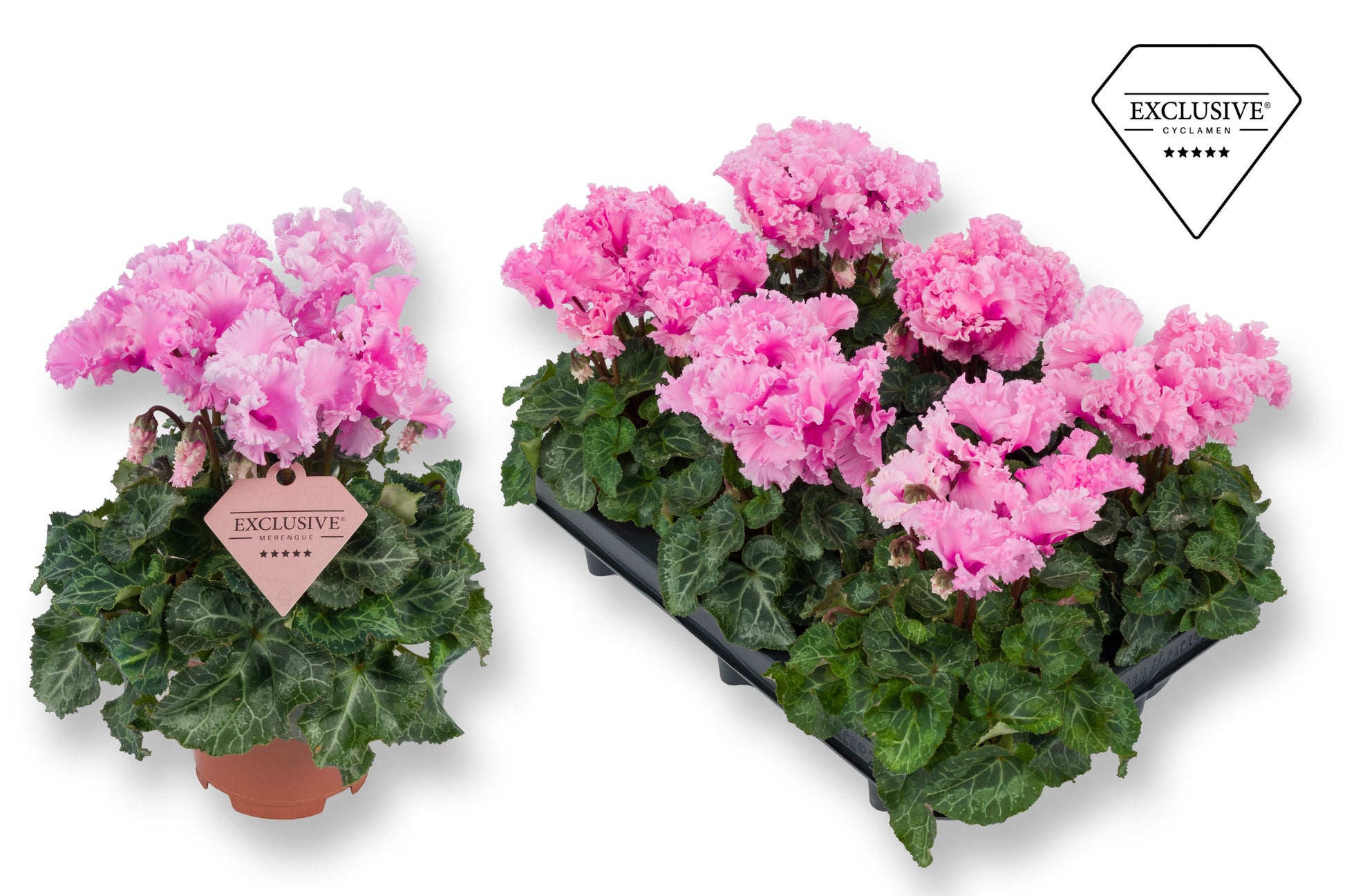Cyclamen Merengue pink 25cm 10.5cm Pot