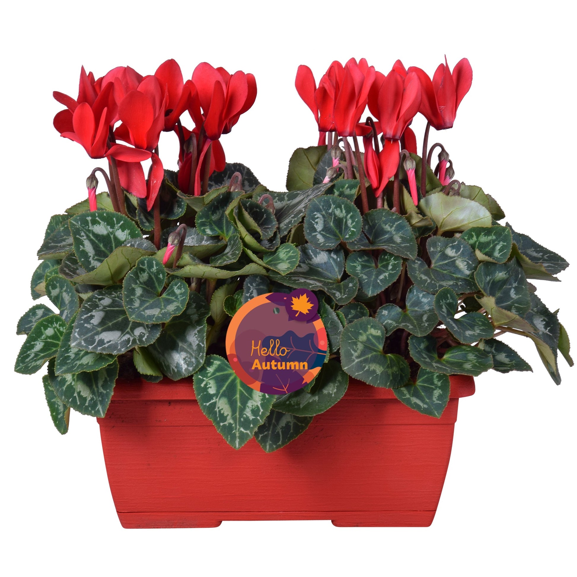 Cyclamen Allure mix 30cm 25cm Pot