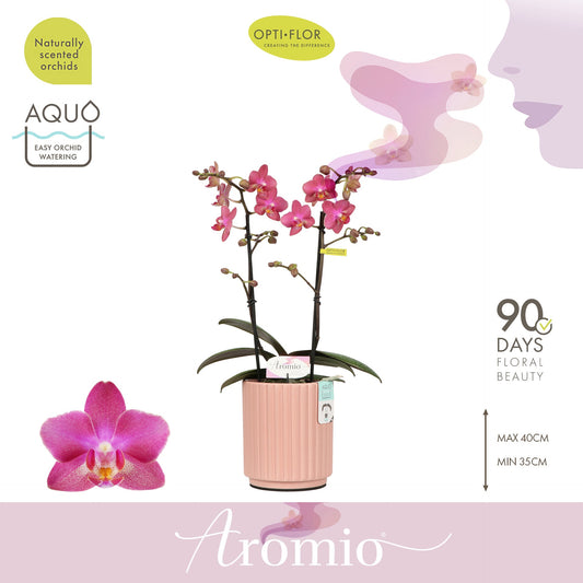 Phalaenopsis mf. Aromio Fruity 35cm 12cm Pot