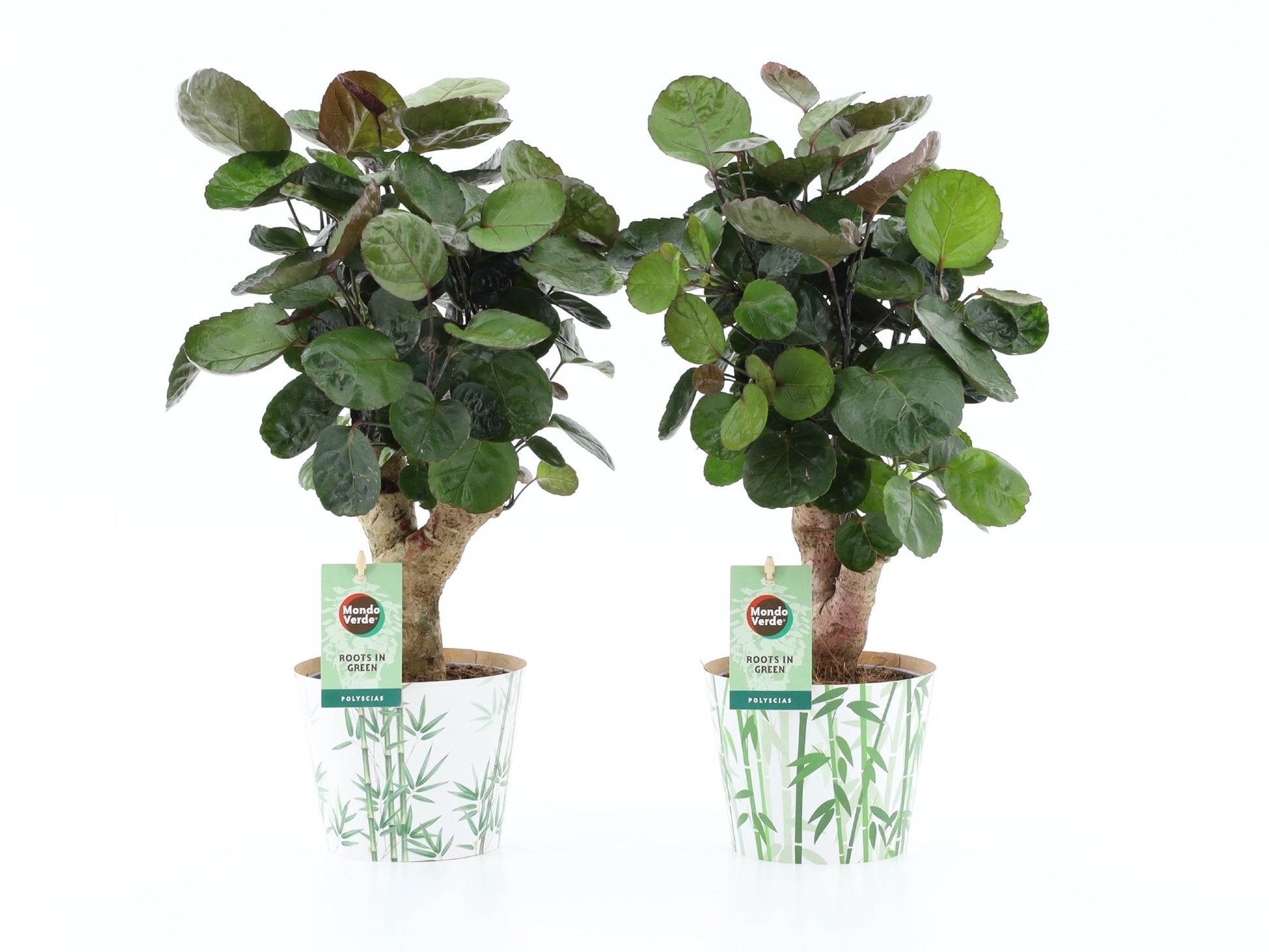 Polyscias Fabian 40cm 12cm Pot