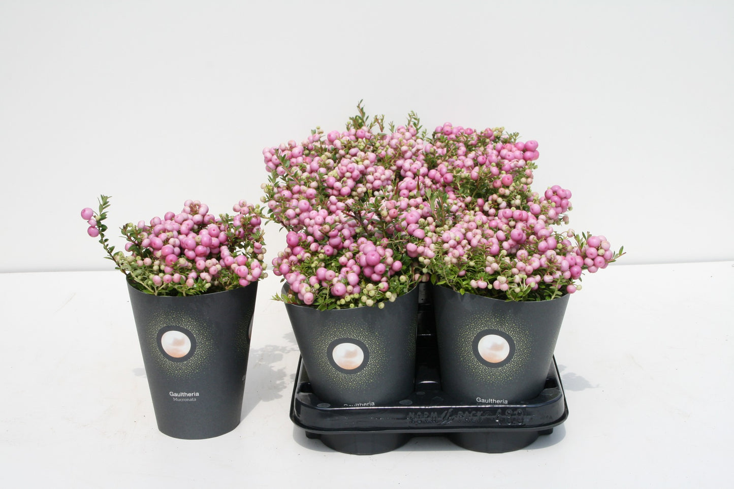 Gaultheria mucr. pink 15cm 510cm Pot