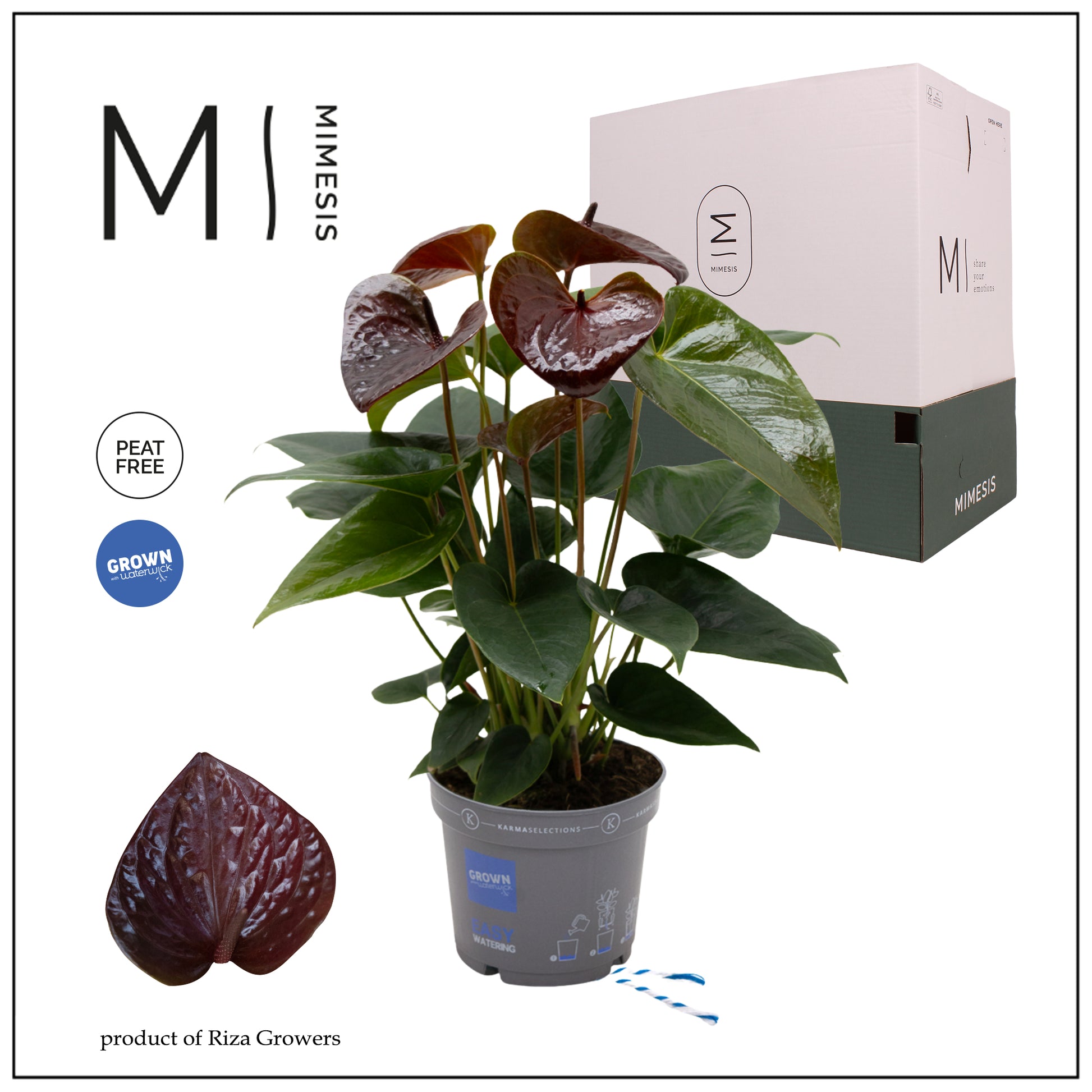 Anthurium Essencia 47cm 12cm Pot