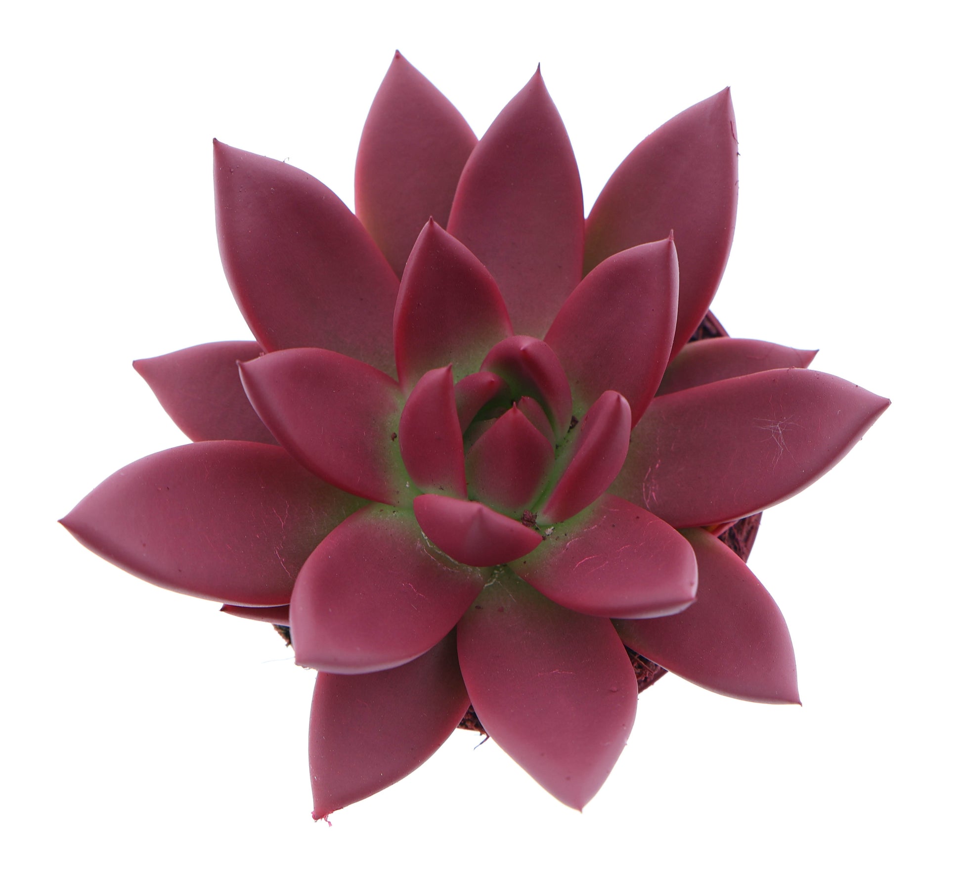 Euro Cactus Holland Bv Rainbow bordeaux red Pack of 12