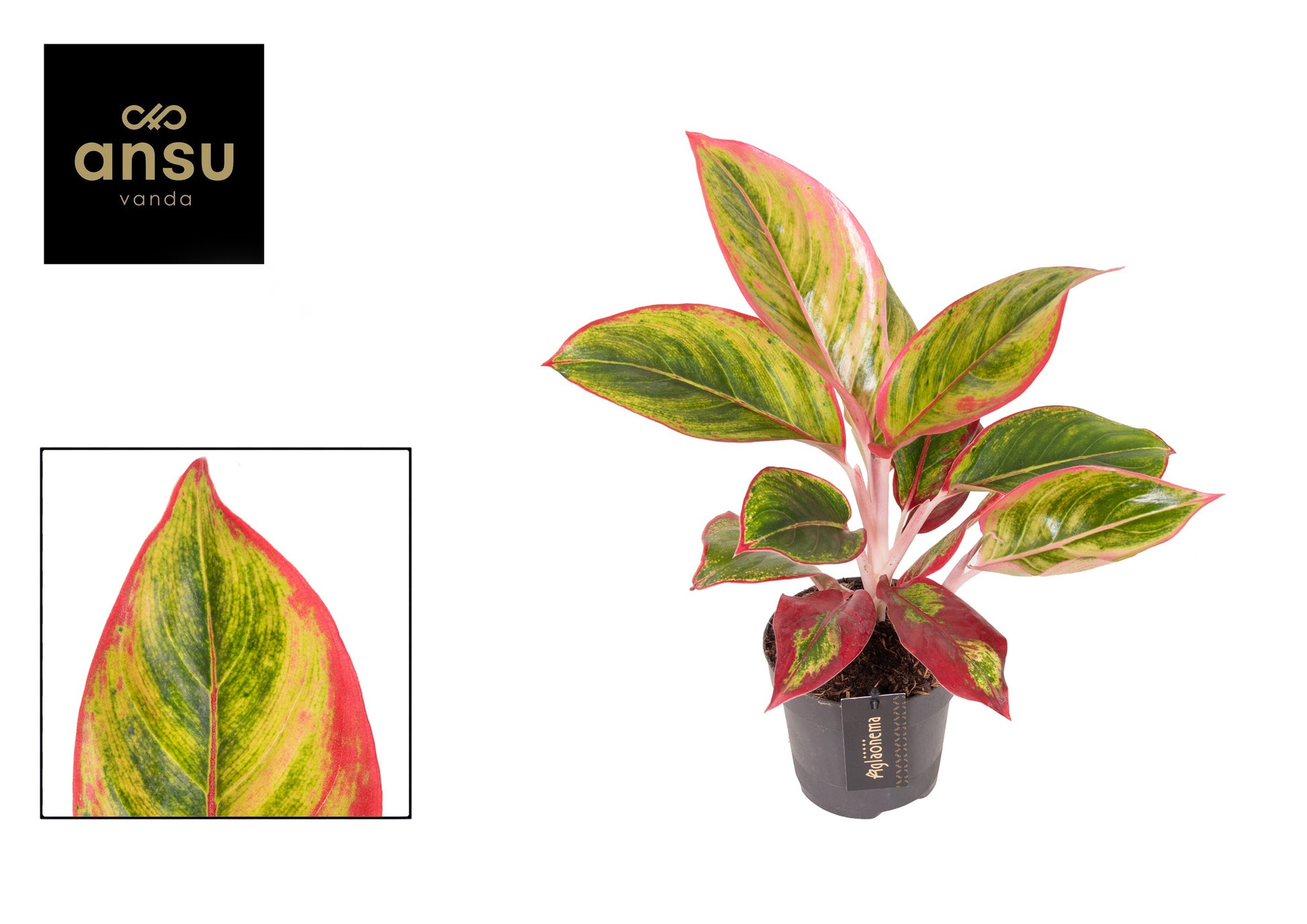 Aglaonema Hybrid 42cm 12cm Pot