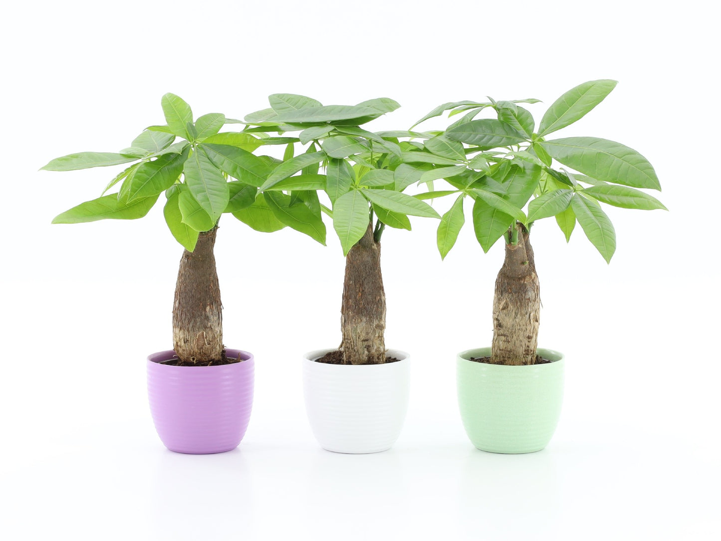 Pachira aquatica 30cm 10.5cm Pot