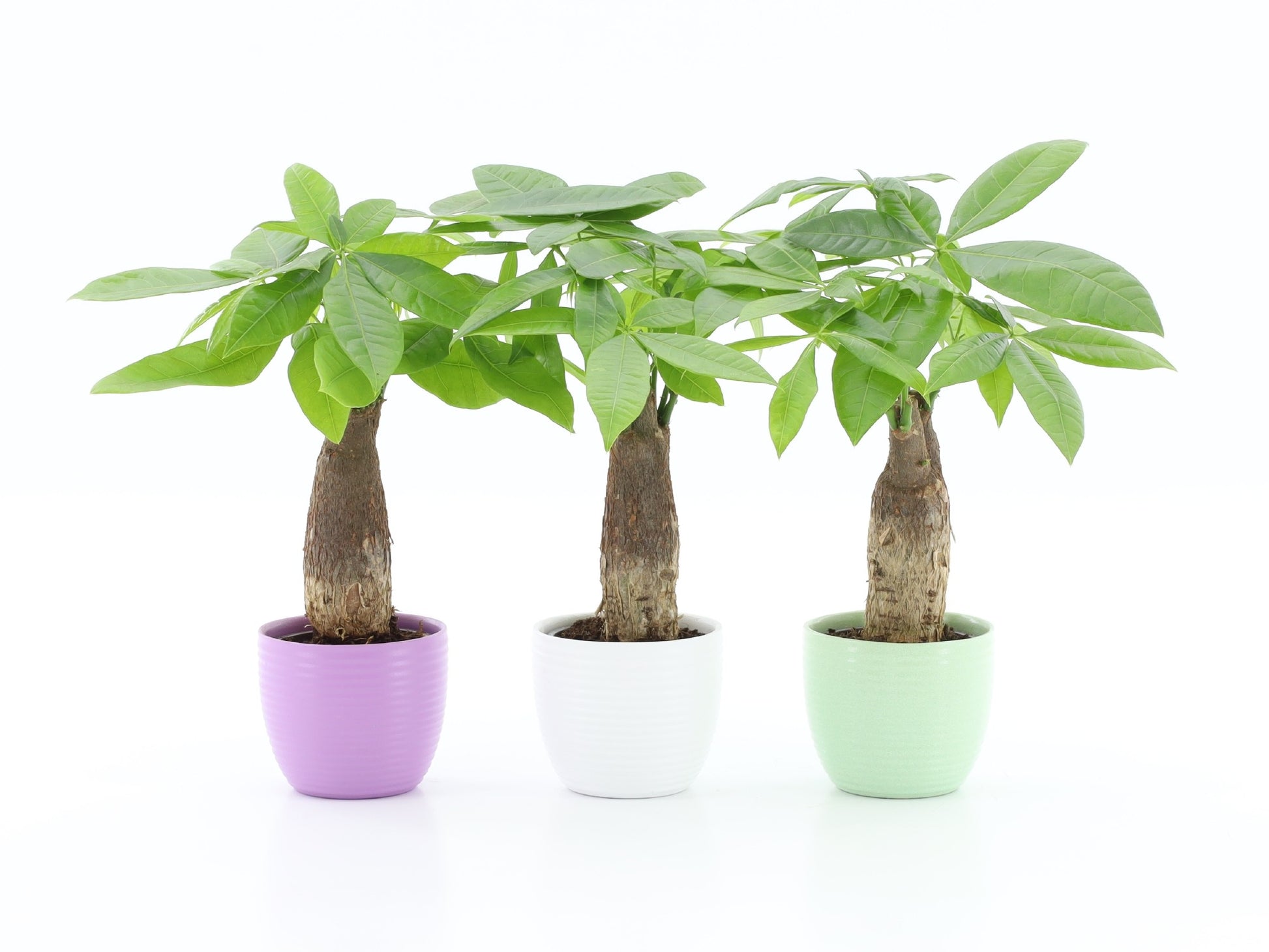 Pachira aquatica 30cm 10.5cm Pot