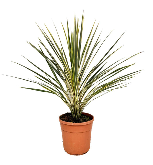 Cordyline 115cm 24cm Pot