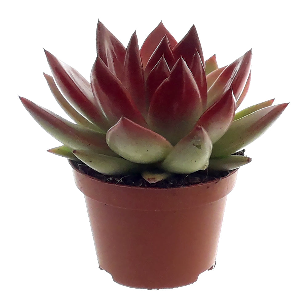 Echeveria colored red 8cm 6cm Pot