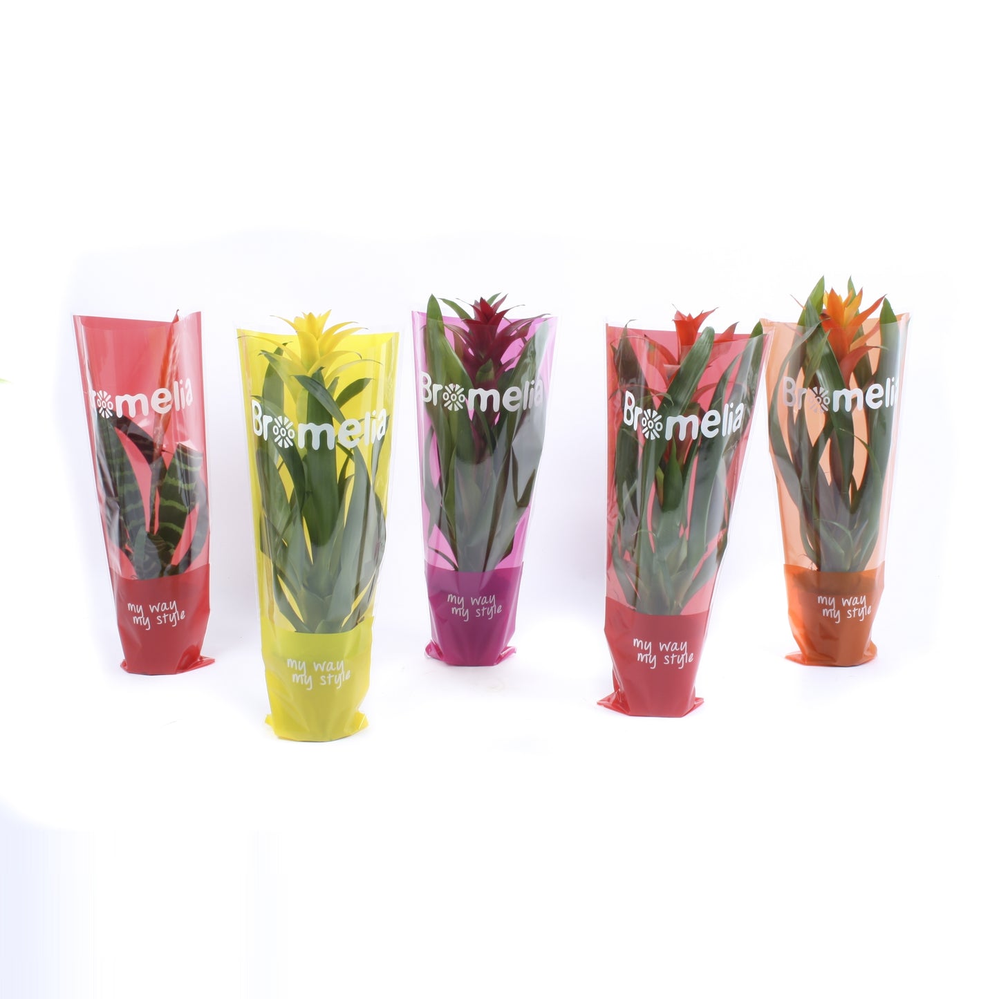Bromelia mix 40cm 12cm Pot