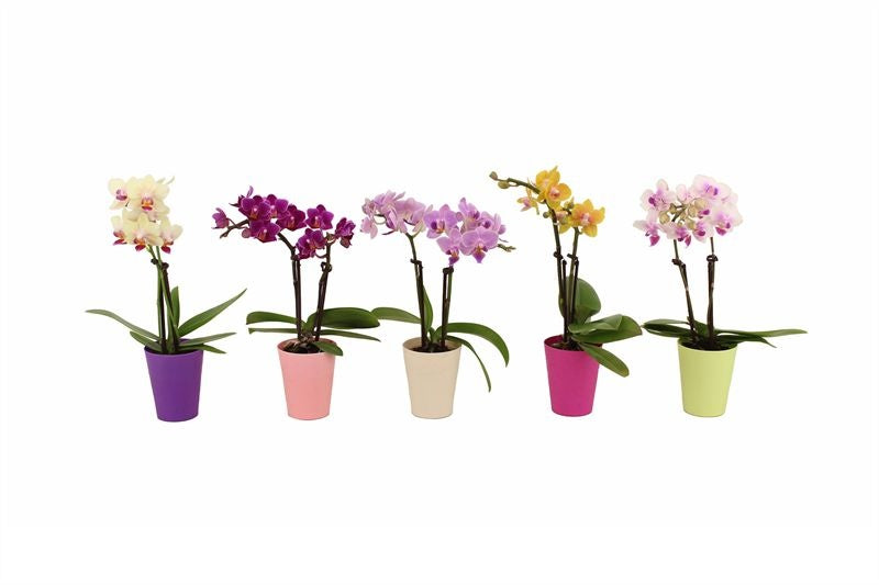 Phalaenopsis hybrid 17cm 6cm Pot