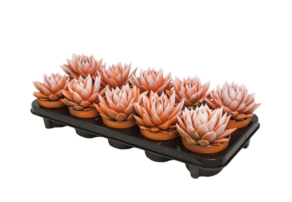 Echeveria oranje gespoten 13cm 10.5cm Pot