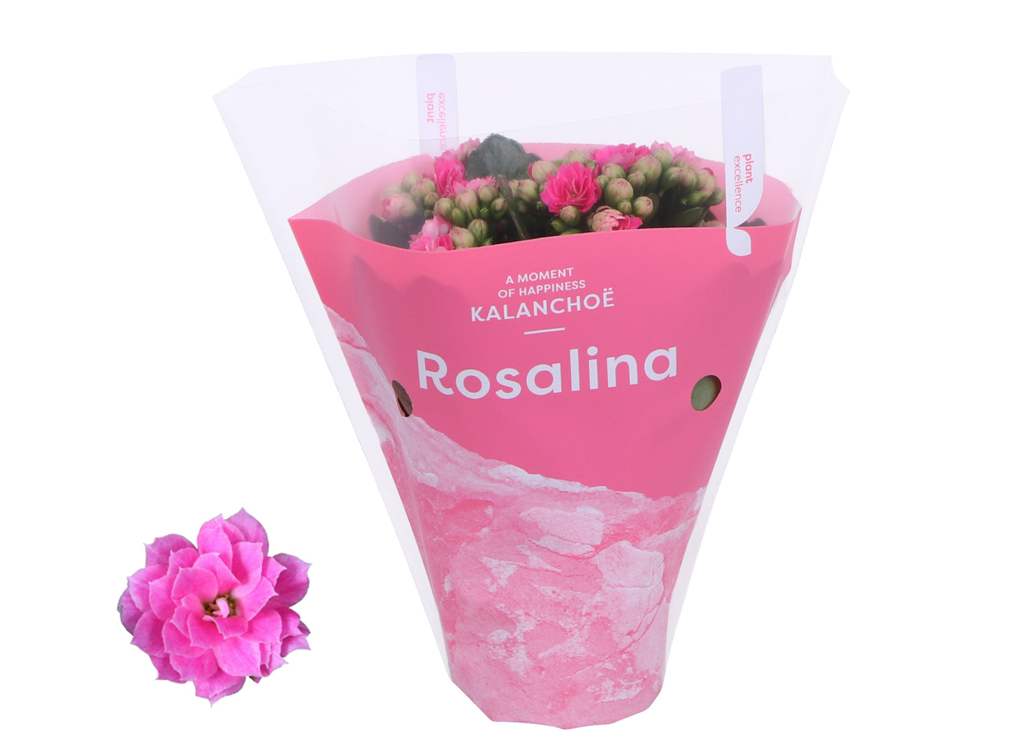 Kalanchoe Rosalina Don Nando 15cm 7cm Pot