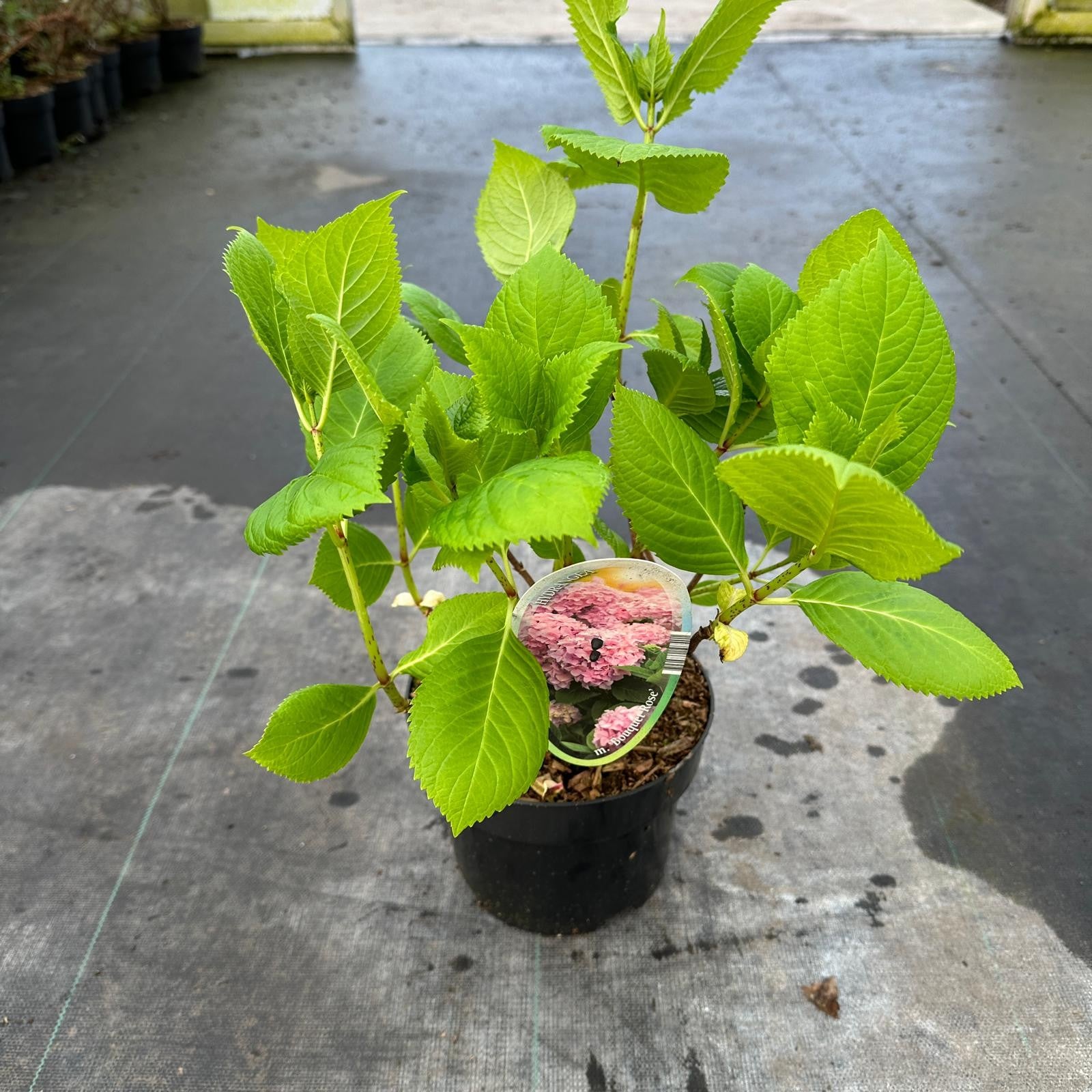 Hydrangea macr. Bouquet pink 30cm 17cm Pot