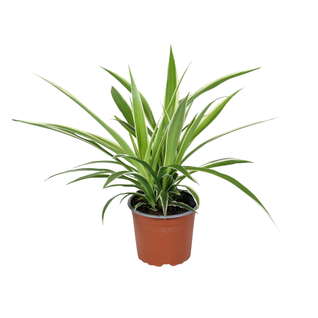 Chlorophytum comosum 25cm 12cm Pot