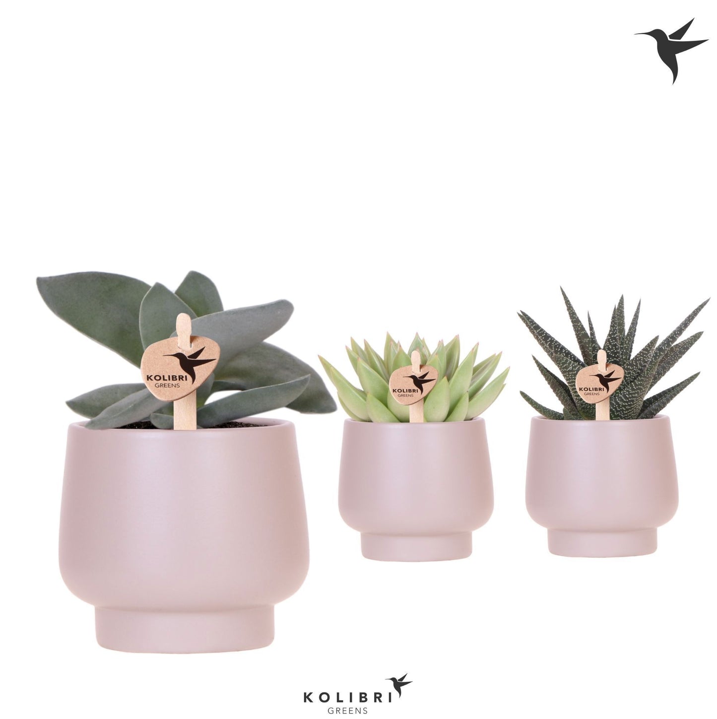 Succulent mix 22cm 9cm Pot