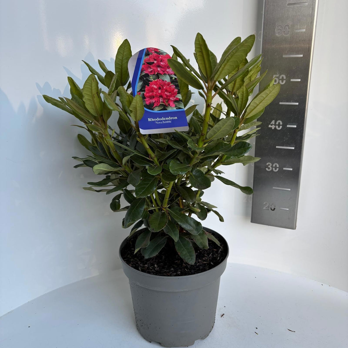 Rhododendron Nova Zembla 55cm 23cm Pot