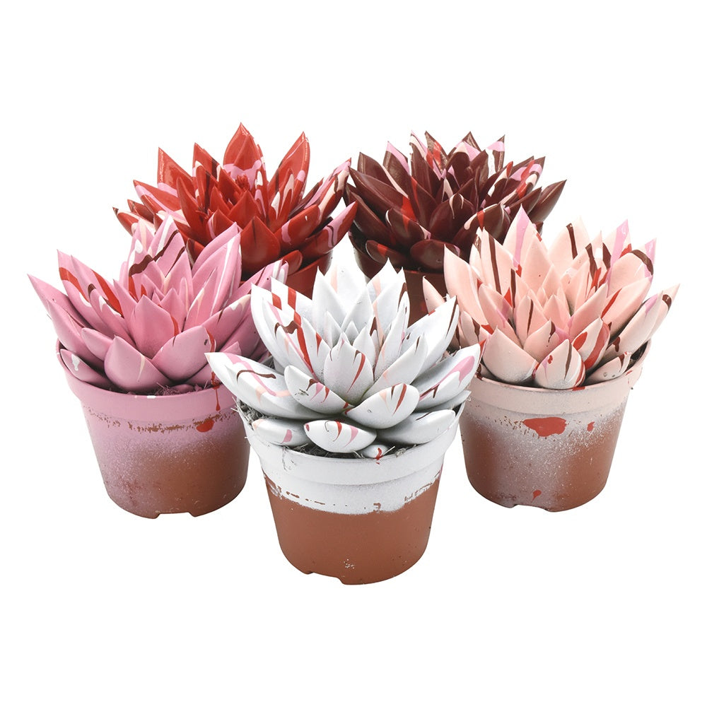 Miranda coloured Splash love mix 10cm Special Pot (508)