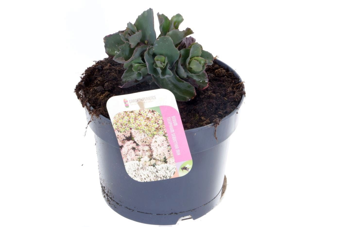 Sedum Seduction Rosé Soirée 20cm 17cm Pot