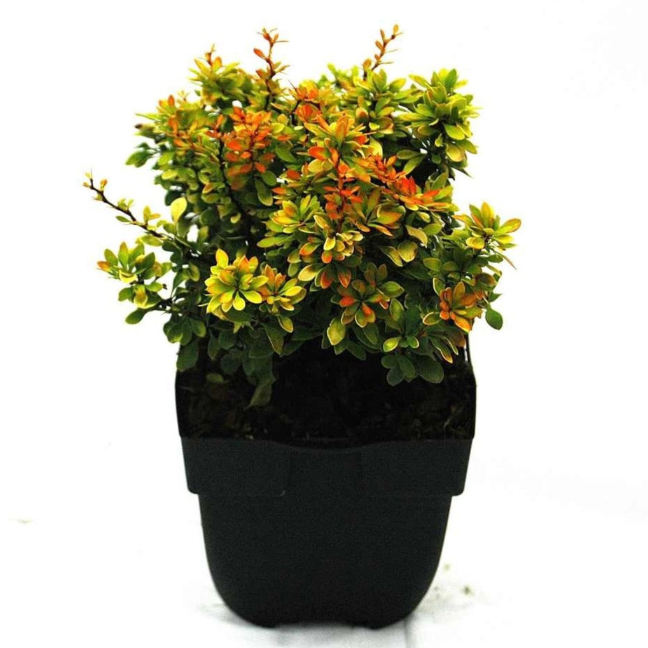 Berberis overig 35cm 17cm Pot