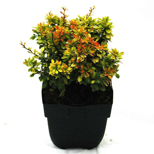 Berberis overig 35cm 17cm Pot