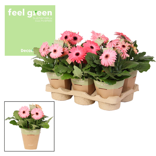 Gerbera Flori Line pink 20cm 12cm Pot