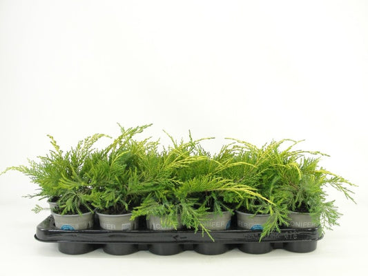 Juniperus King of Spring 15cm 9cm Pot