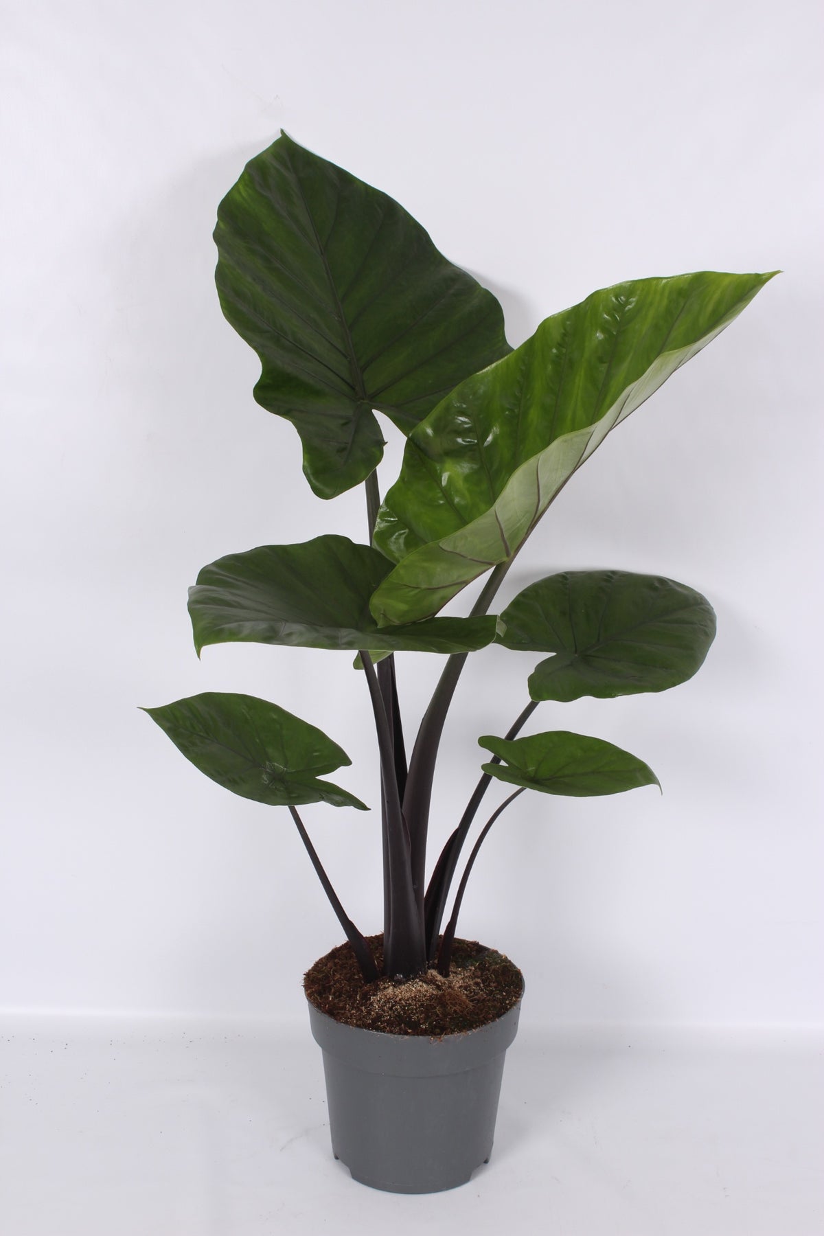 Alocasia amazonica 100cm 24cm Pot