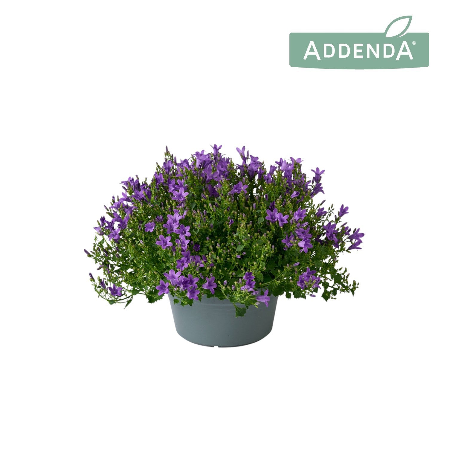 Campanula Ambella purple 35cm 20cm Pot