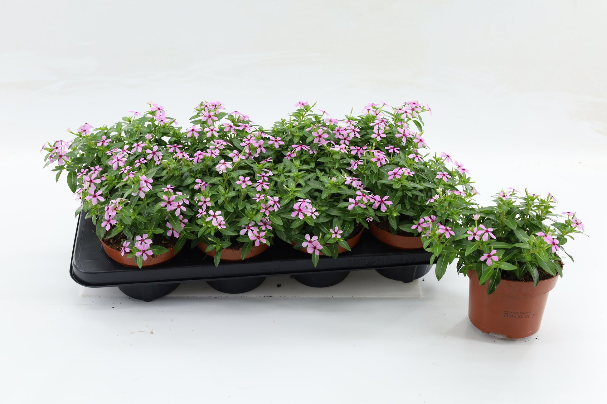 Catharanthus Soirée Light Pink Dark Eye 20cm 13cm Pot