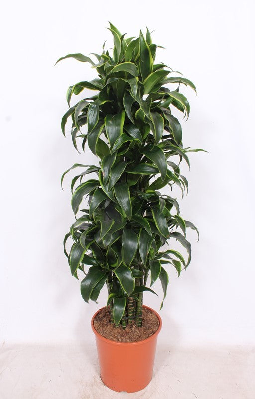 Dracaena fragrans Dorado 130cm 30cm Pot