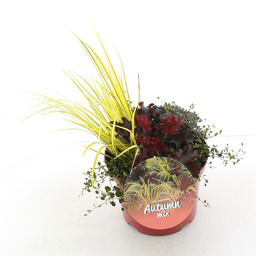 Shrubs mix 35cm 23cm Pot