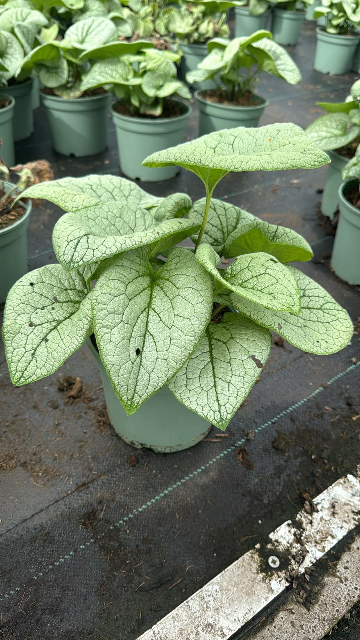 Woudenberg, VOF Gebr. van Brunnera macr. Jack of Diamonds Pack of 1