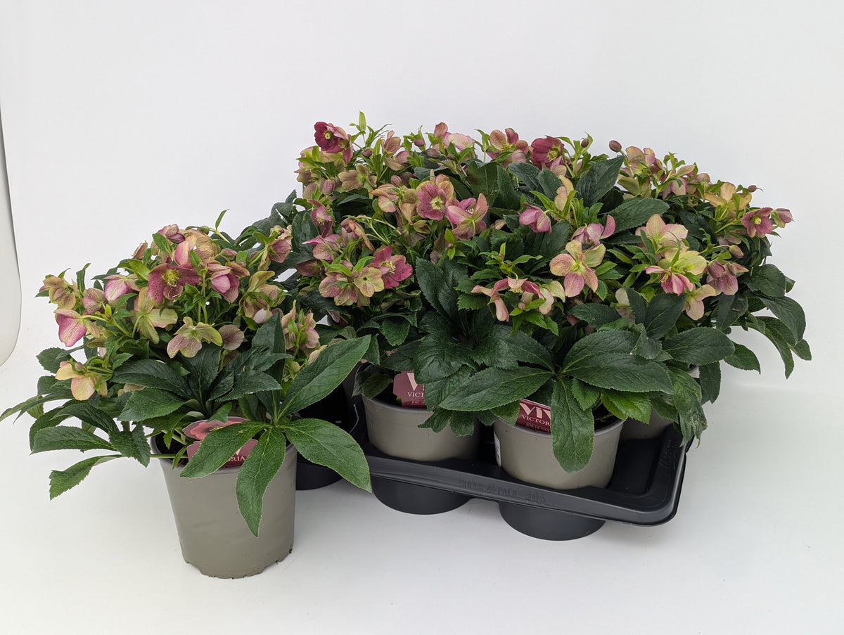Helleborus Viv Victoria 40cm 17cm Pot