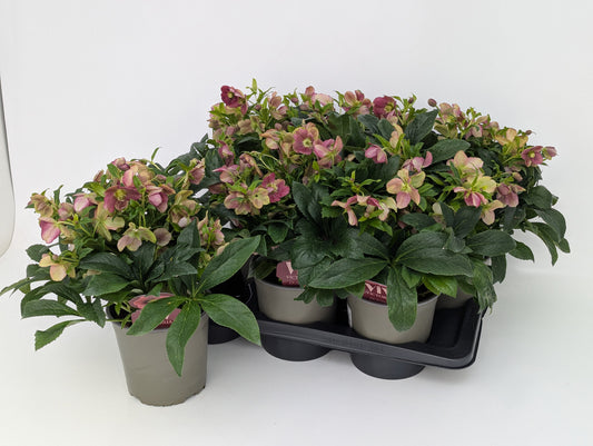 Helleborus Viv Victoria 40cm 17cm Pot