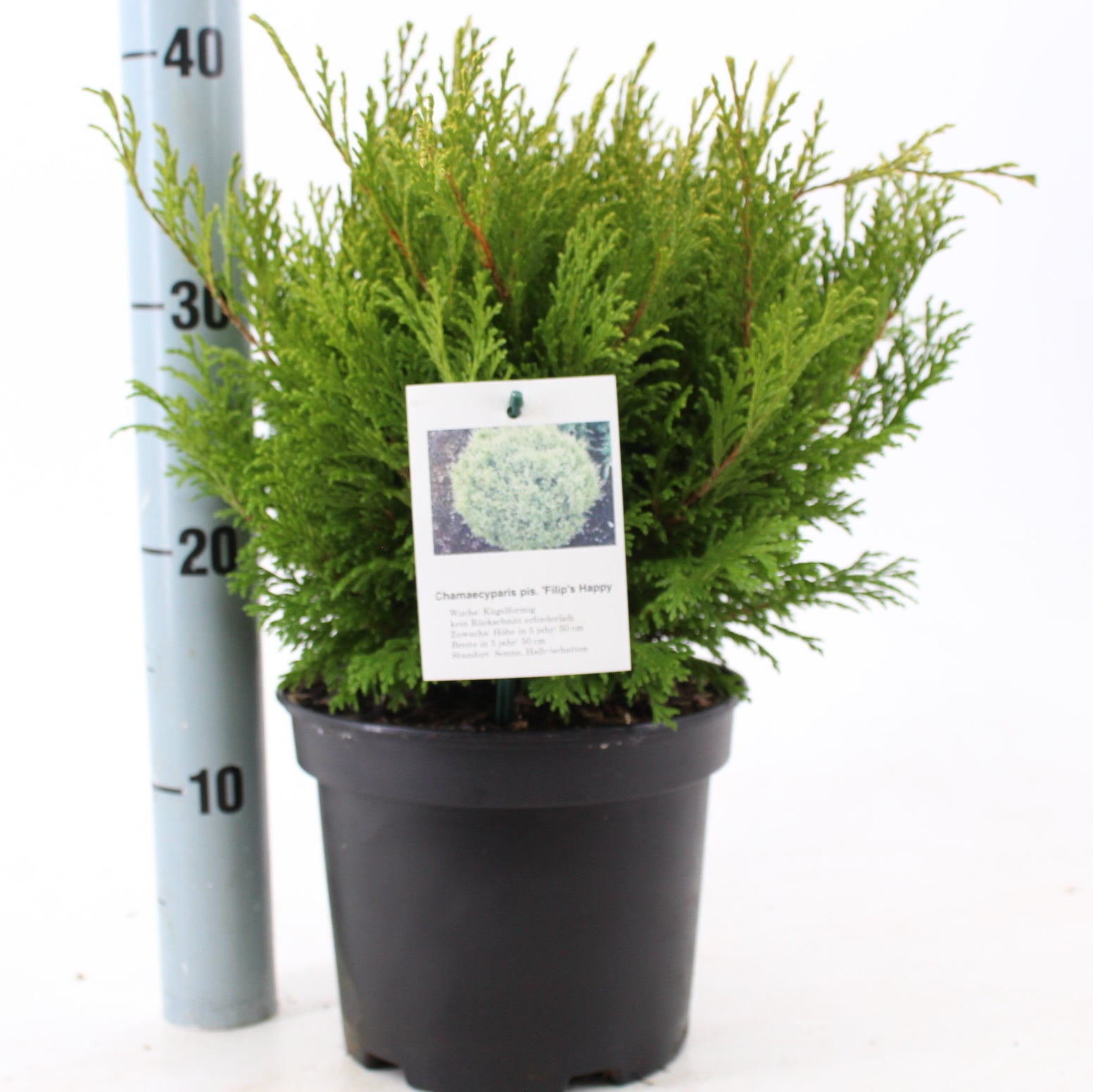 Chamaecyparis pisifera mix 30cm 19cm Pot
