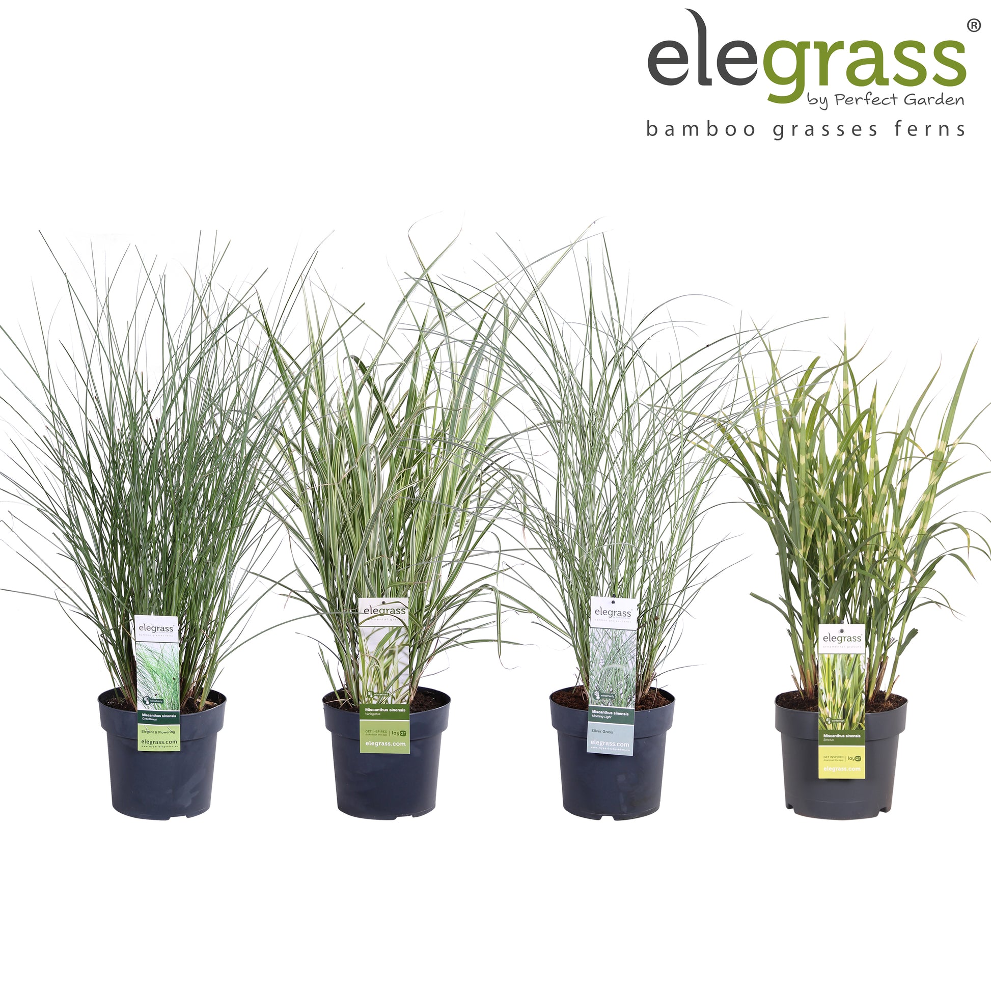Miscanthus sinensis 100cm 19cm Pot