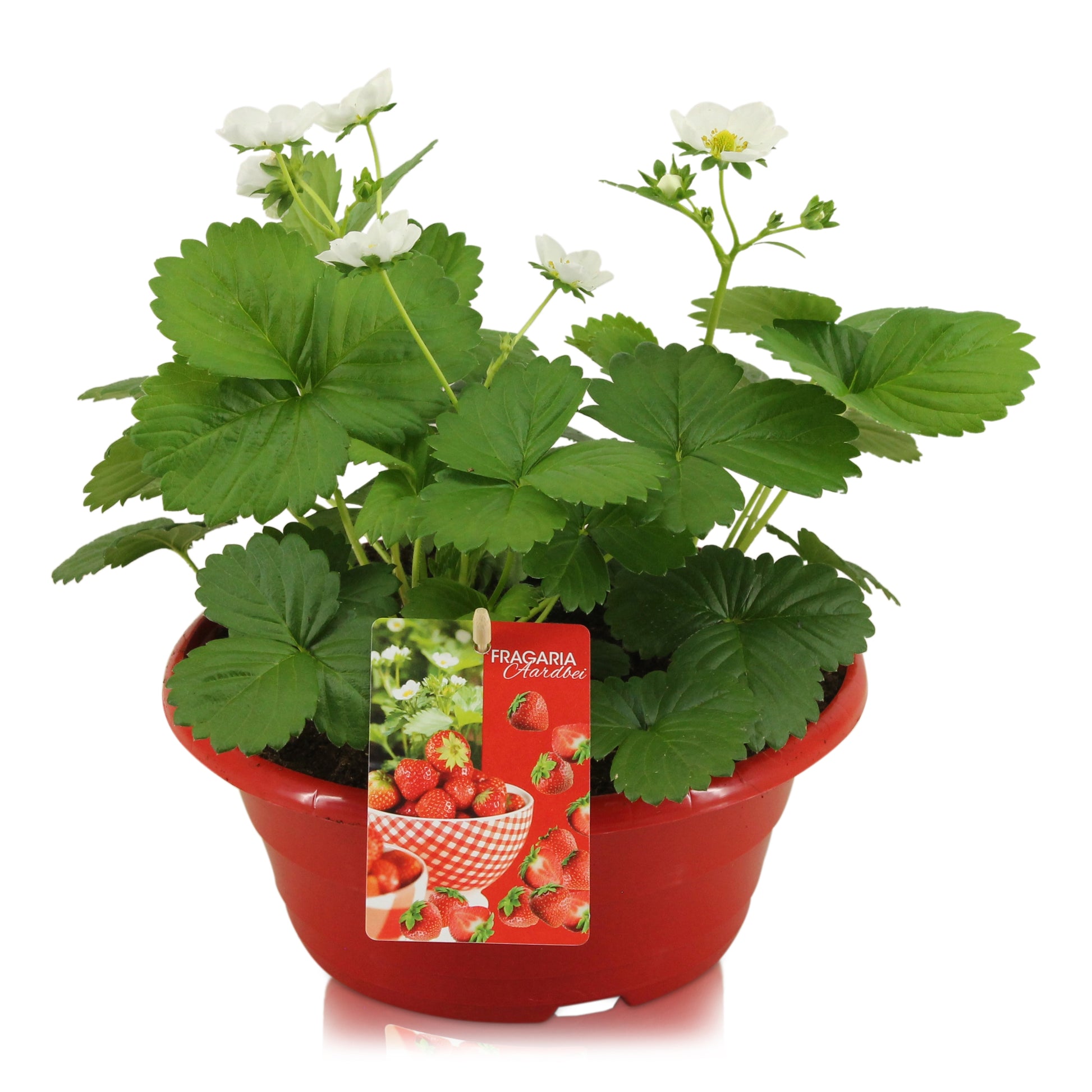 Fragaria ana. Beltran 25cm 23cm Pot