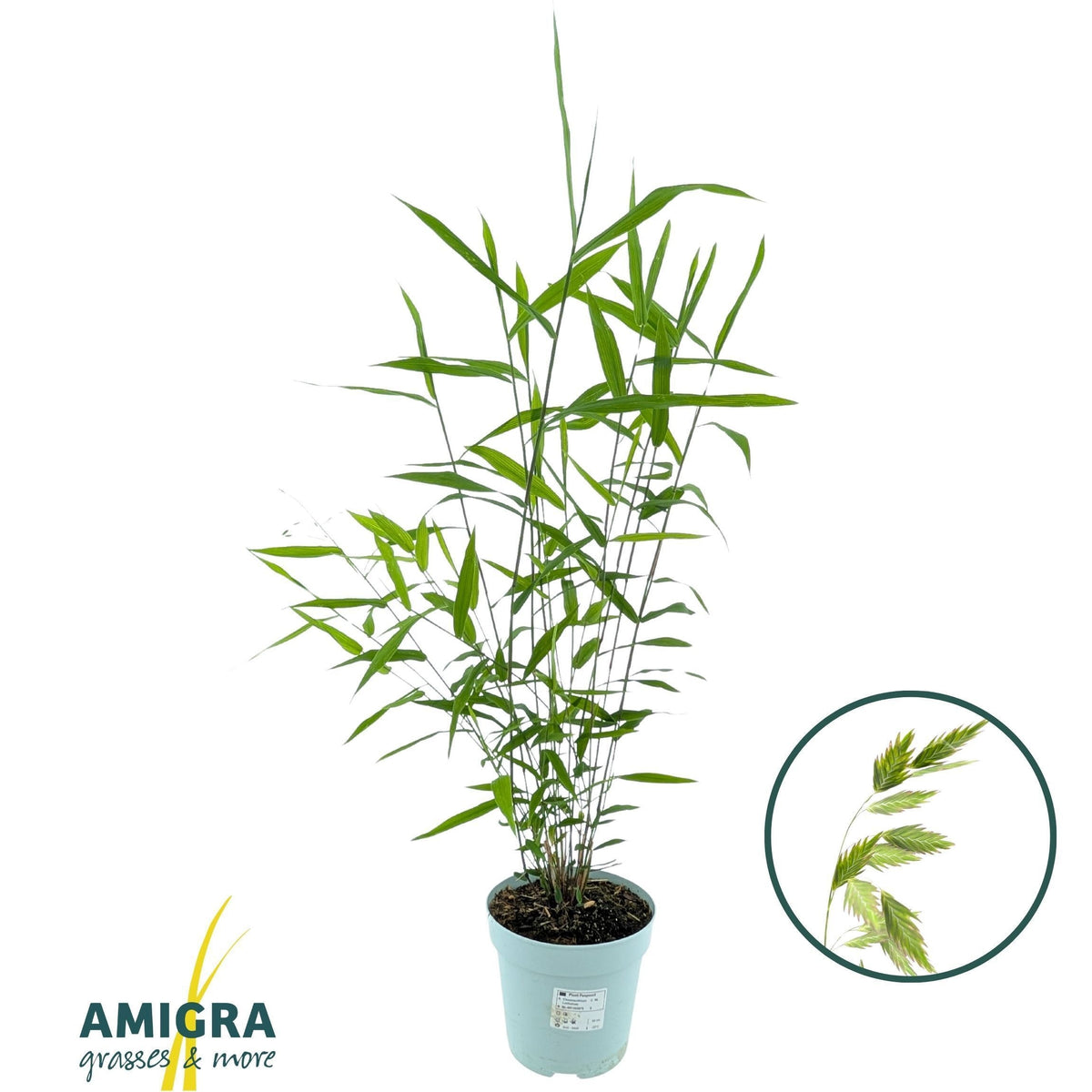 Perennial mix 100cm 17cm Pot