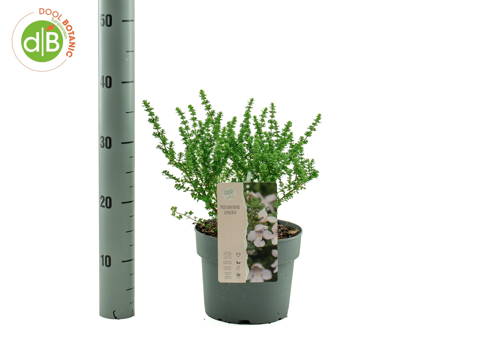 Prostanthera cuneata 35cm 19cm Pot