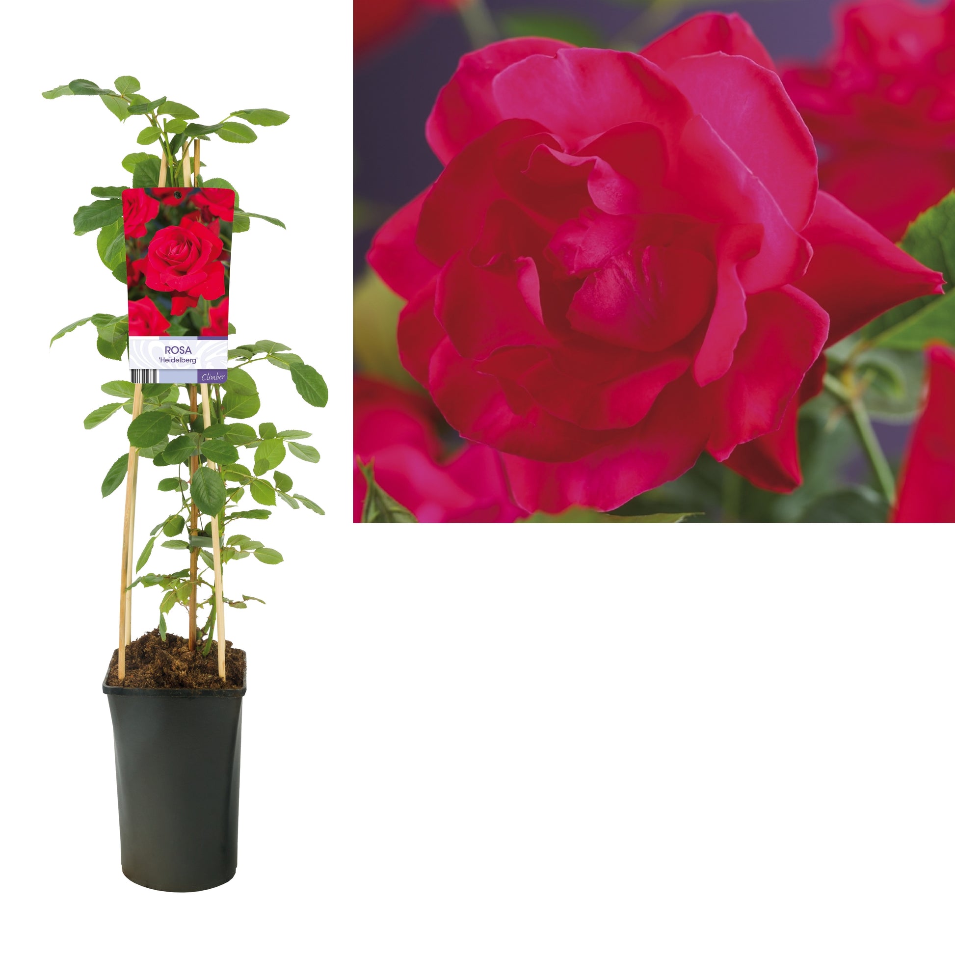 Rosa Heidelberg 75cm 17cm Pot